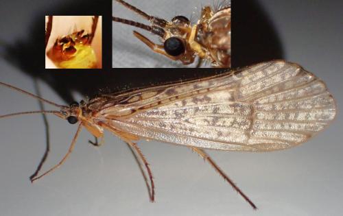 Réf. 333 263 : Halesus sp.